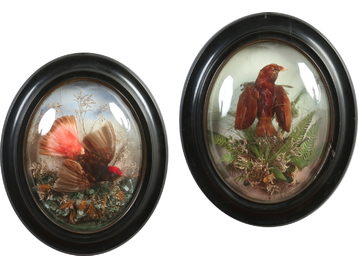 A pair of Victorian taxidermy framed exo