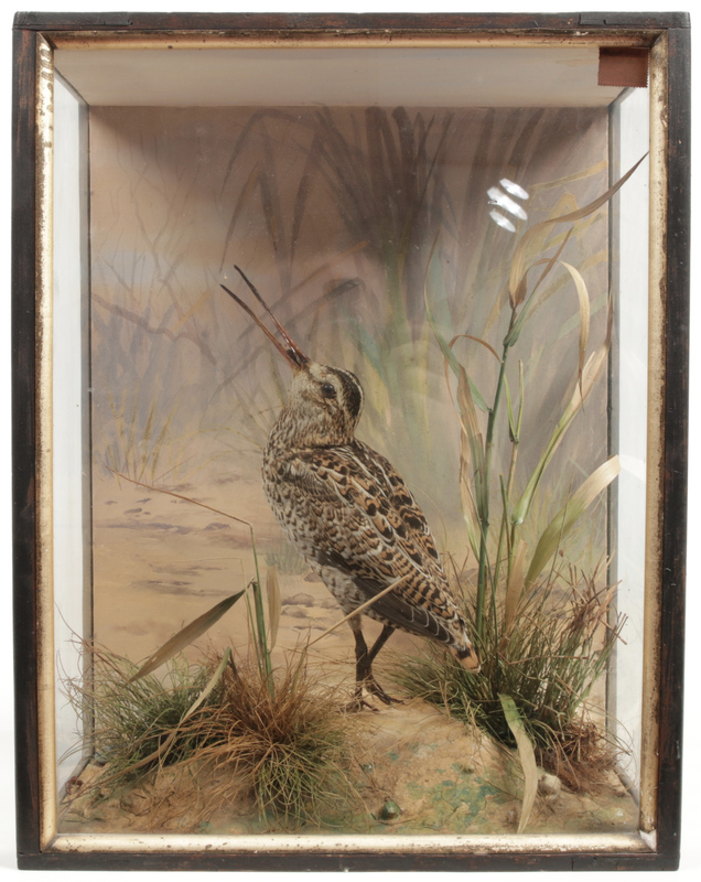 A taxidermy male snipe in parcel gilt ca